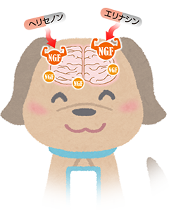 犬の頭と脳にNGFが作用するイラスト